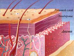 Građa i svojstva ljudske kože: Dermis Zdravlje i stanje kože